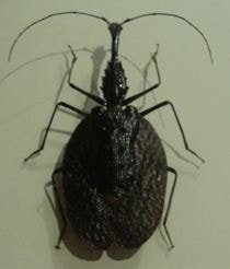 Kumbang Biola