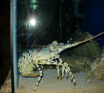 Lobster