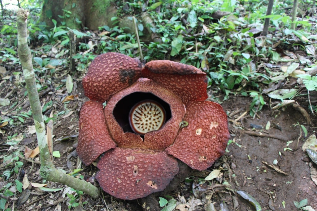 Bunga Padma raksasa