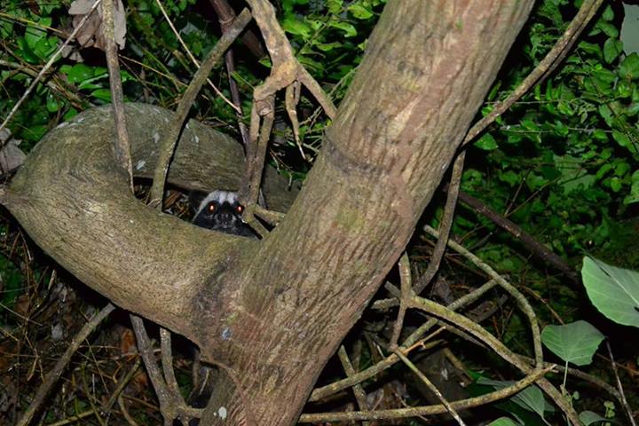 Musang Luwak