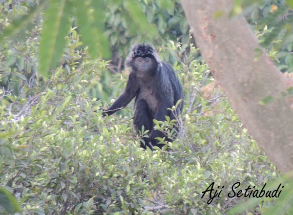 lutung budeng