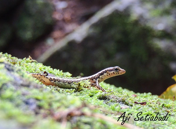 Sphenomorphus puncticentralis