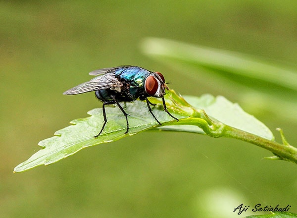 lalat rumah (Musca domestica)