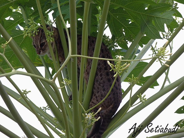 blacan, kucing hutan