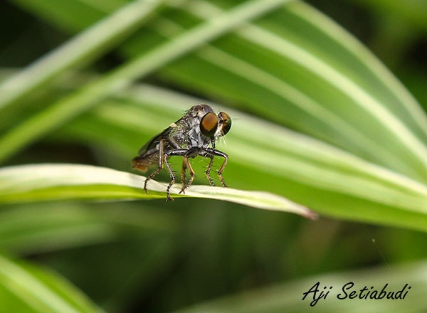 Robber Flies