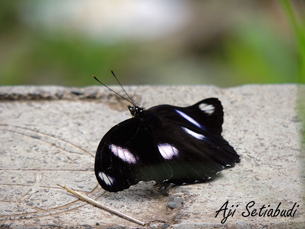 Blue Moon Butterfly