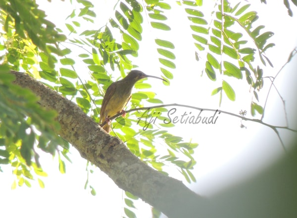 pijantung kecil