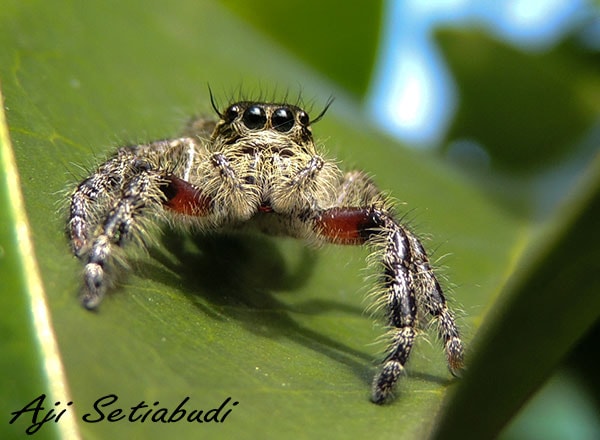 jumping spider