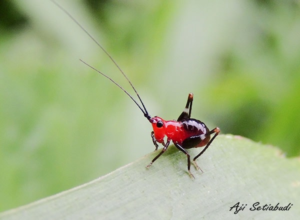 Conocephalus melanus