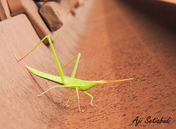 Atractomorpha crenulata