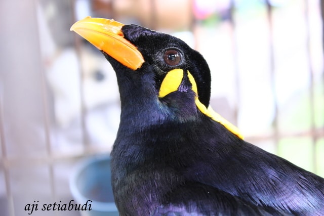 burung beo