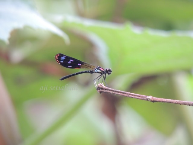 capungbatu merah jambu (  Rhinocypha fenestrata)