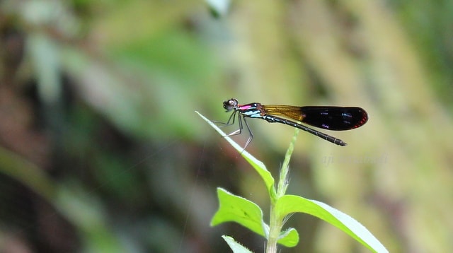 capungbatu merah jambu (  Rhinocypha fenestrata)