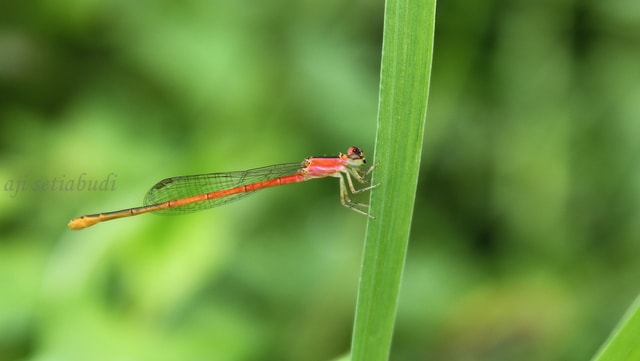 agriocnemis femina