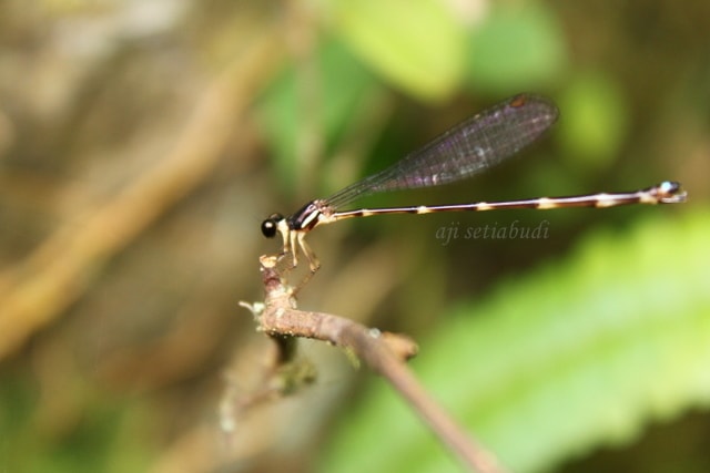Drepanosticta sundana