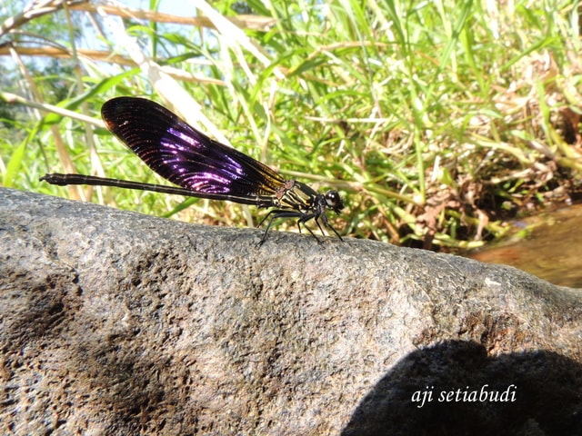 Euphaea variegata
