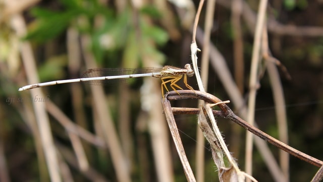 capunghantu kakikuning