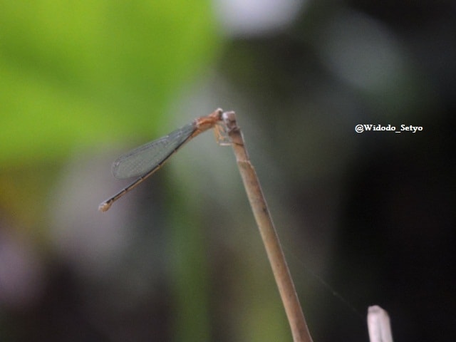 Capung Jarum Centil (Female)