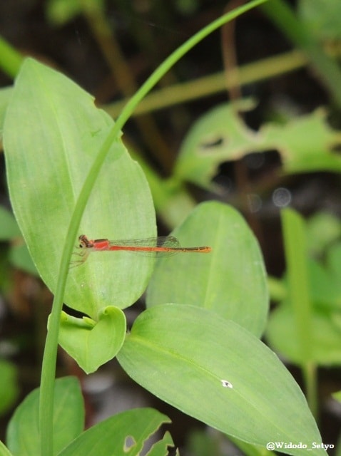 Capung Jarum Centil (Male)