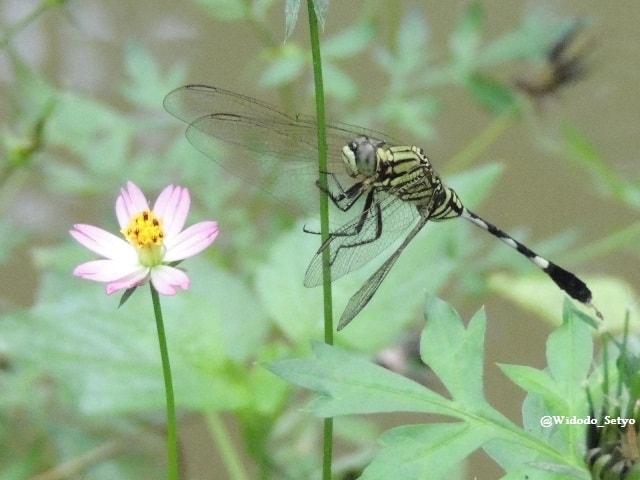Slender Skimmer – Capung Sambar Hijau – Kinjeng Kerbau – Kinjeng Maling