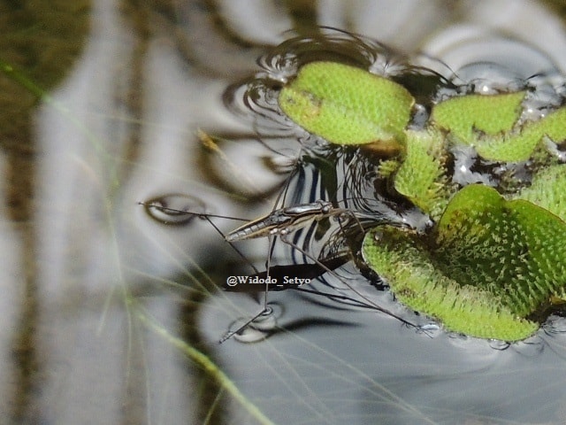 Anggang-Anggang/water strider