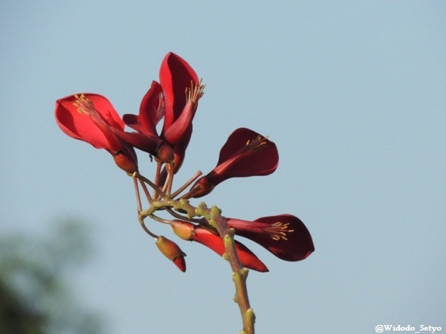 Bunga Dadap Merah/Coral Tree