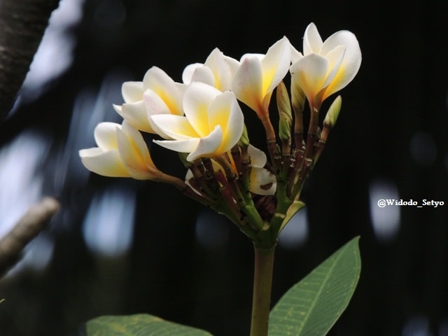 Bunga Kamboja