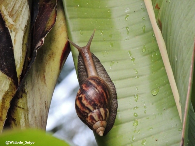 Siput darat/Bekicot