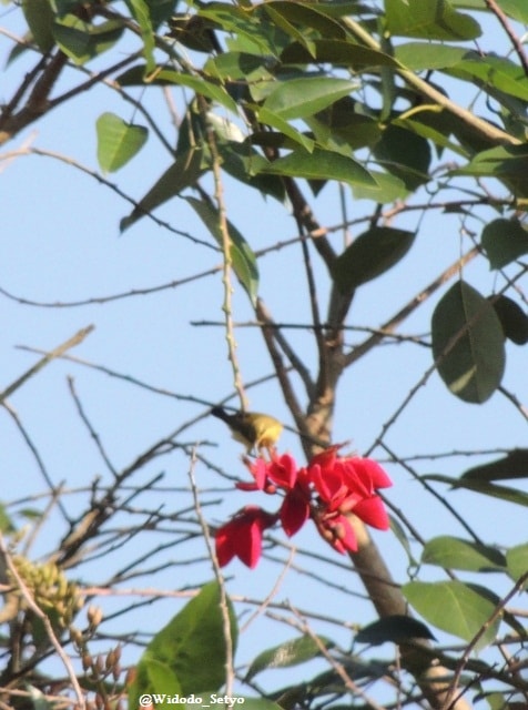 Burung Madu Sriganti