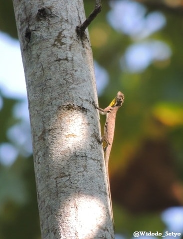 Klarap (Jawa) Cicak Terbang (Jantan)