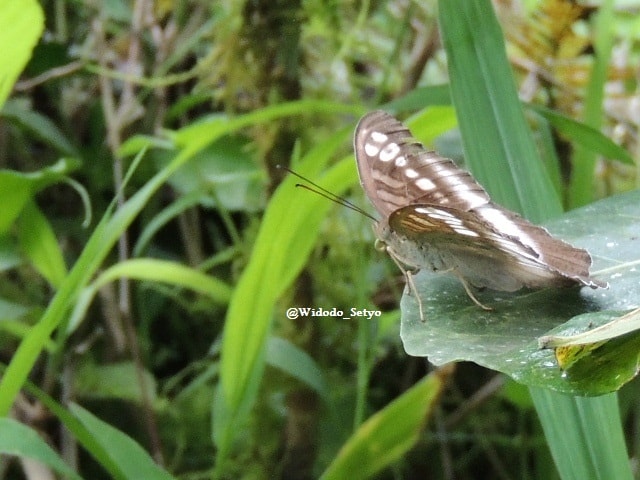 Common Sergent