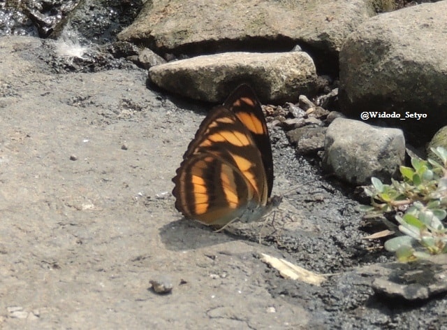 Himalayan color sergeant (Female)