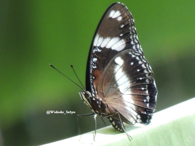 Himalayan color sergeant (male)