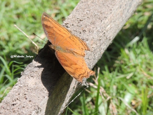 Brown Pansy-Chocolate soldier