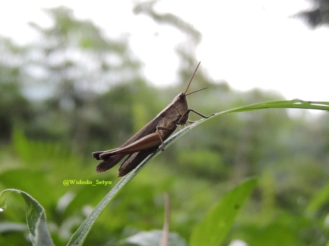 Belalang coklat