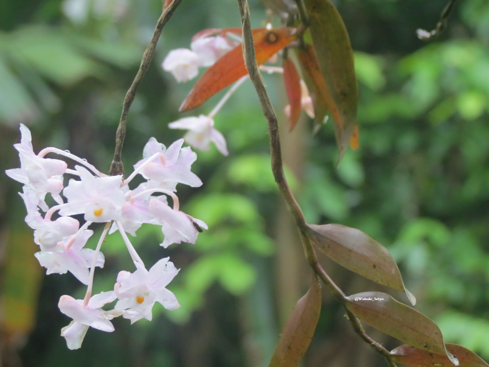 Anggrek dendrobium