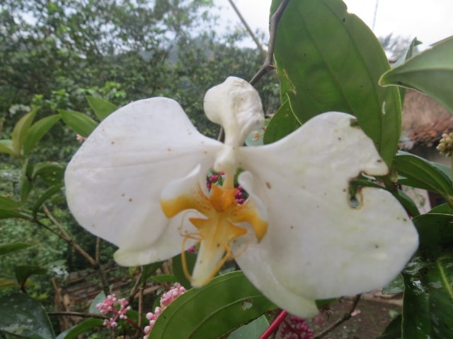 Anggrek Bulan – Puspa Pesona
