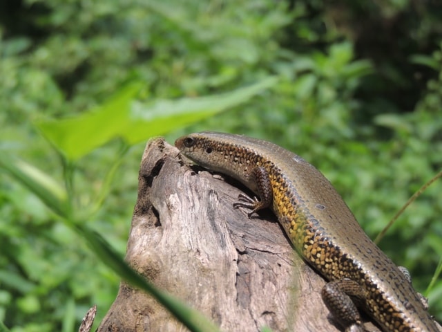 Bengkarung Biasa atau Kadal Kebun
