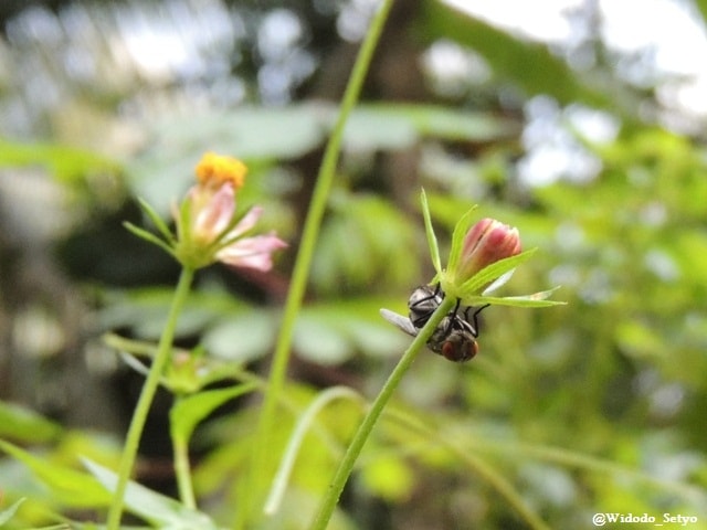 Lalat Hijau