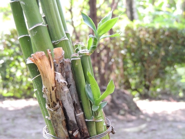 Bambu Rejeki