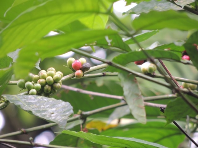 Kopi