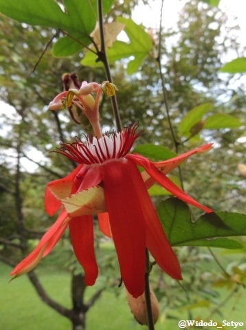 Passiflora/Granadilla merah