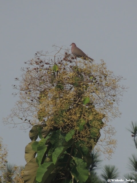 Tekukur biasa – Spotted Dove