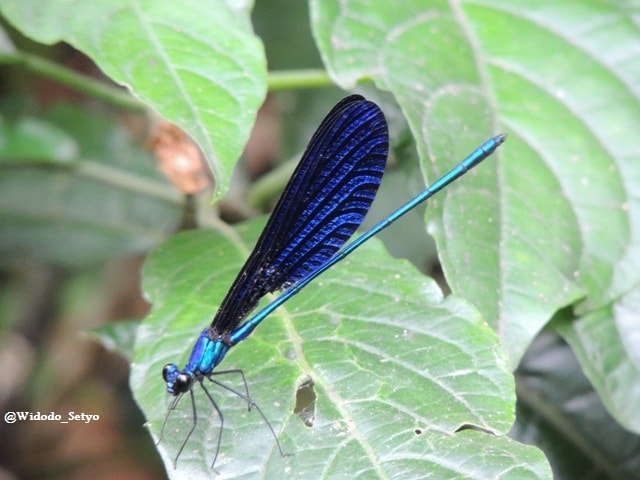 Capung Jarum Forest Damselfly