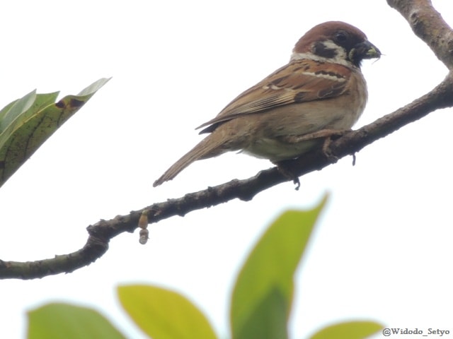 Eurasian Tree Sparrow – Burung Gereja Erasia