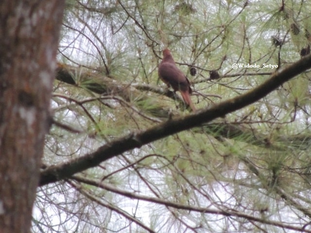 Burung Uncal Buau