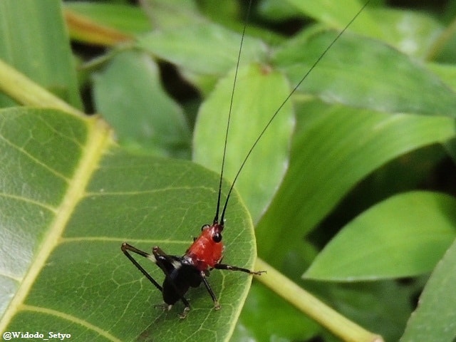 Bush-Cricket – Katydid