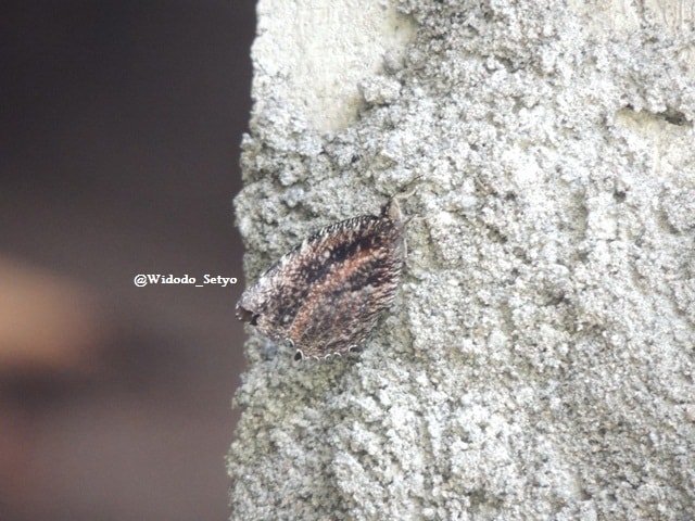 Tiger Palmfly