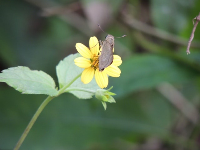 Formosan Swift – Rice swift