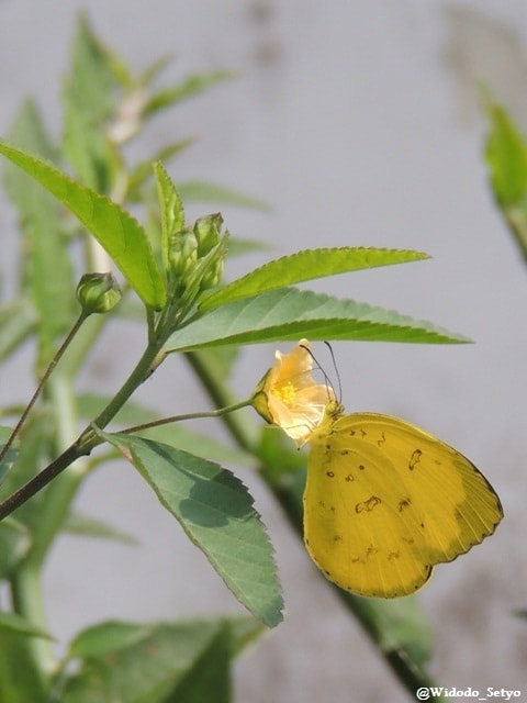 Three spot grass yellow